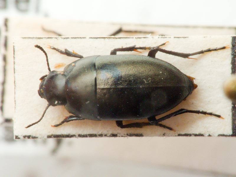 Tenebrionidae Latreille, 1802